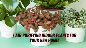7 air purifying indoor plants for your new home!