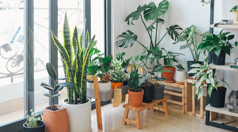 7 Air Purifying Indoor Plants For Your New Home!